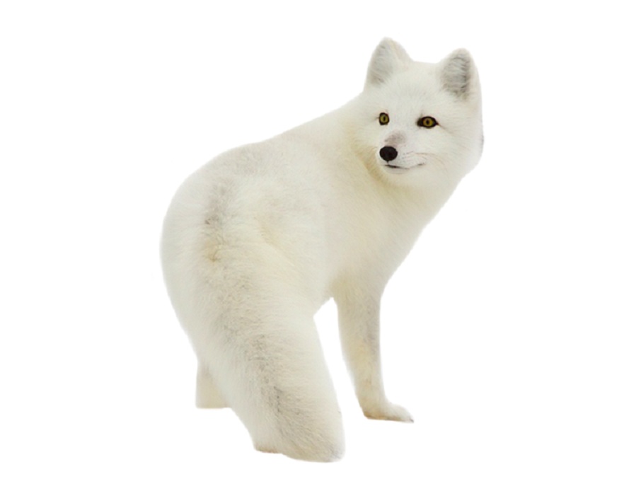 Песец на английском - Arctic fox